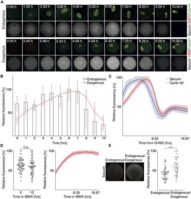 Accumulation of Securin on Spindle During Female Meiosis I
